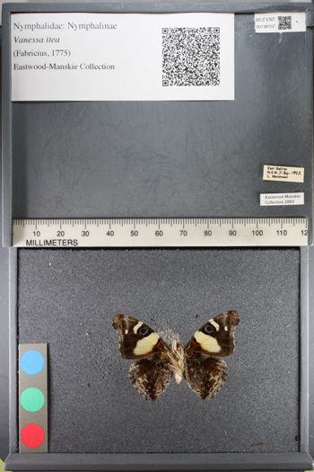 Media type: image;   Entomology 138107